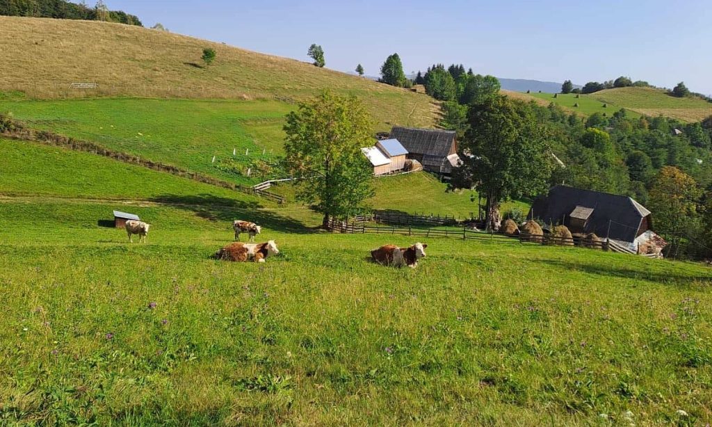 Ajutoare 2026 pentru crescătorii de porci și bovine: cererile se depun la APIA din 1 septembrie. Cine poate primi banii