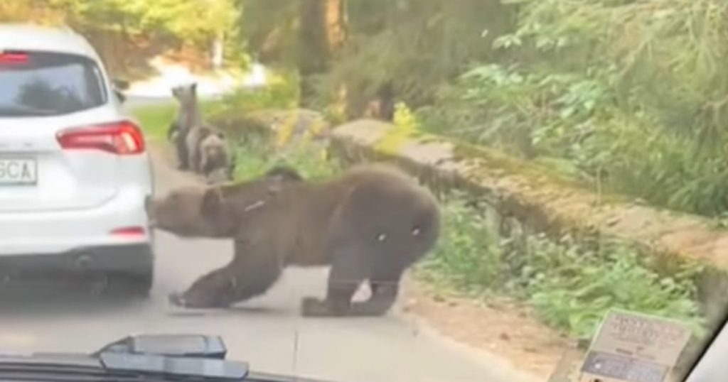 Momentul în care un autoturism este atacat de o ursoaică. Trafic blocat pe o șosea montană