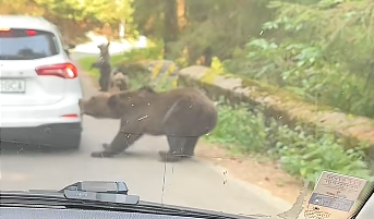 VIDEO O ursoaică cu pui a atacat o mașină pe Transfăgărășan și i-a smuls bara din spate