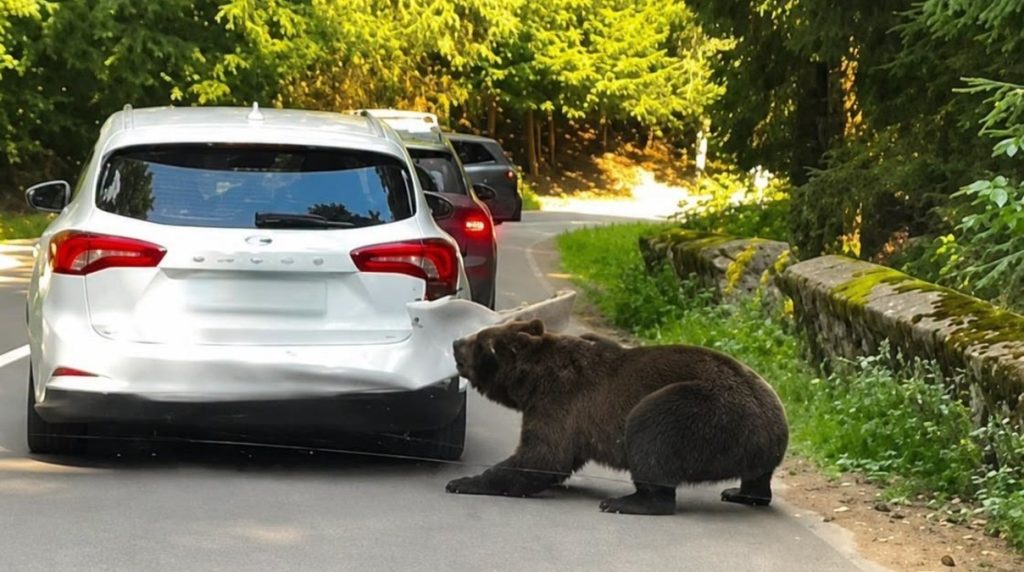 O ursoaică a smuls bara din spate a unei mașini, pe Transfăgărășan. Imaginile cu incidentul au devenit virale