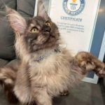 Un pisoi din Wisconsin a doborât un record mondial Guinness bizar pentru că s-a născut cu 29 de degete la picioare/ VIDEO
