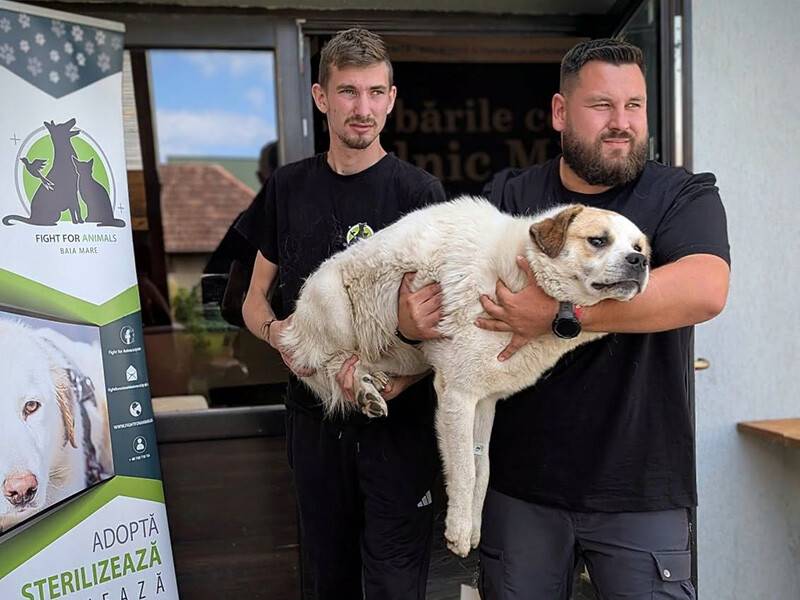 O nouă campanie de sterilizare la Recea