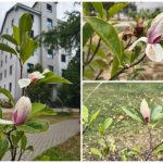 Fenomen rar la Universitatea din Oradea - Magnoliile au înflorit din nou