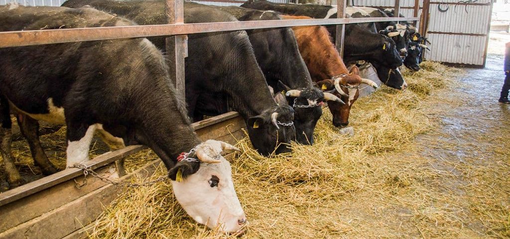 Focar de rabie confirmat la o bovină din comuna Cândești. Autoritățile au impus restricții