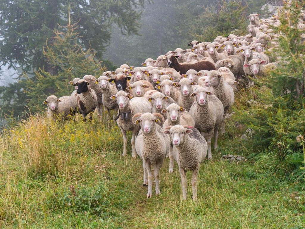 Peste 355.000 de oi şi capre din judeţul Tulcea vor fi monitorizate, după confirmarea a patru focare de variolă, anunță Autoritatea Naţională Sanitară Veterinară