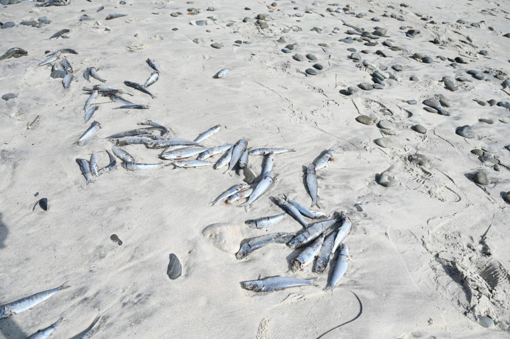 Bancuri de sardine moarte în Africa de Sud. Cauza posibilă: Herpes. Ce înseamnă asta pentru iubitorii de conserve?