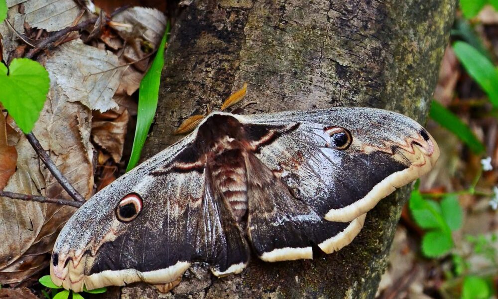 Gigantul nopții din Defileul Jiului: Povestea celui mai mare fluture din Europa