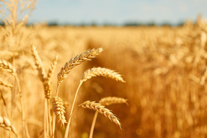 Prețurile alimentelor, sub presiune: Mărfurile agricole au cea mai mare creștere lunară din 2012
