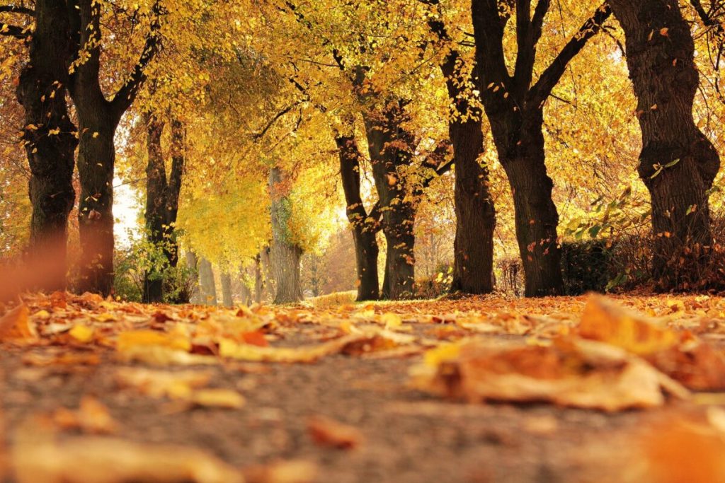 VREMEA | Cum arată prognoza meteo pentru prima lună de toamnă / Mai cald decât normalul pentru septembrie și ploi puține în prima parte a lunii