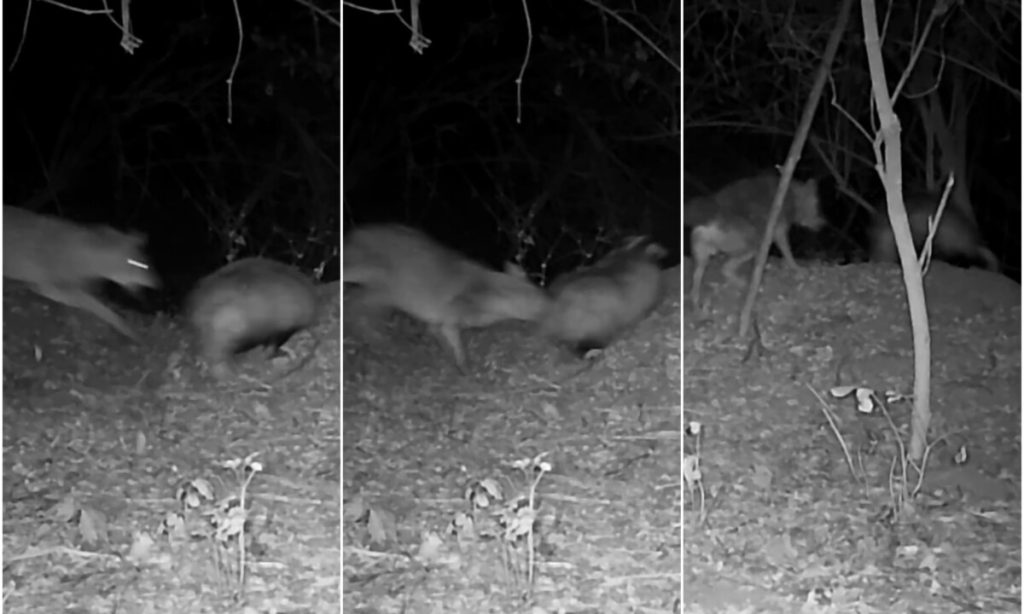 VIDEO ȘTIREA TA: Un șacal atacă un bursuc lângă vizuina acestuia, în zona Cugir. Imagini surprinse pe o cameră de monitorizare