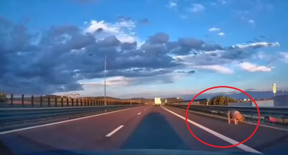 Şofer amendat după ce a pierdut un porc pe autostrada A1 Râmnicu Vâlcea – Deva. Imaginile au devenit virale