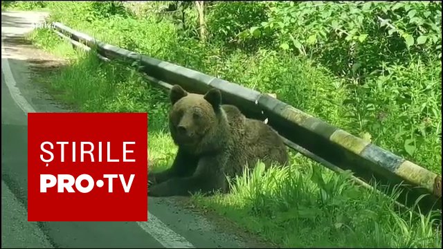 Salvarea bărbatului care a coborât din mașină după ce a lovit ursul, care l-a rănit. Obiectul care a îndepărtat sălbăticiunea