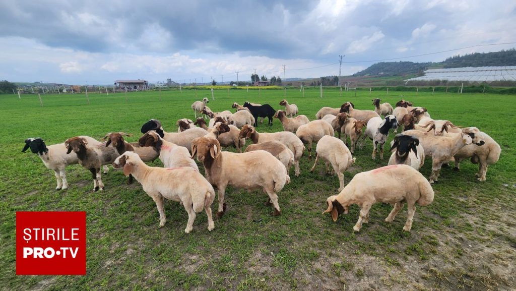 Aproximativ 5.500 de oi, în valoare de peste 1,7 milioane de dolari, au dispărut de la o fermă din Australia