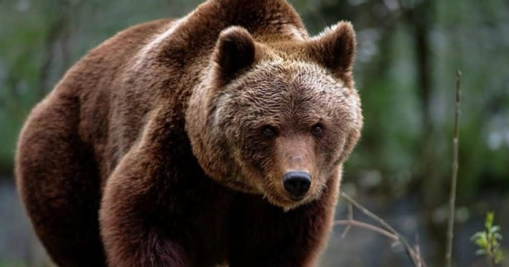 Ursoaică împușcată în parcarea unui hotel din Poiana Brașov. Animalul revenise de mai multe ori în zonă