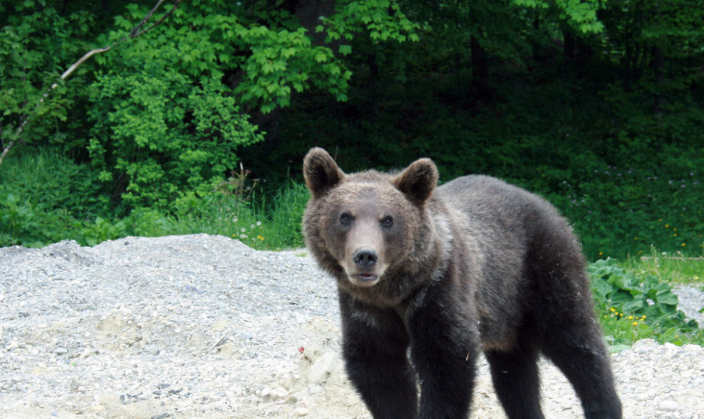 Alertă în județul Cluj! Urs semnalat pe străzi, localnicii au fost avertizați prin RO-Alert