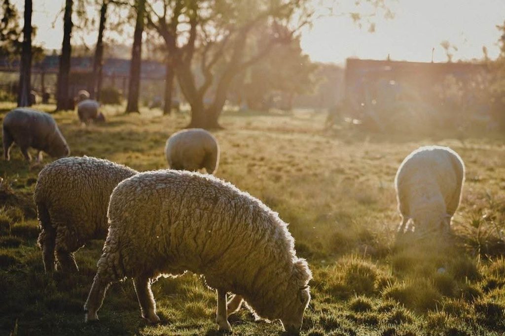 MADR: Demersuri la Bruxelles pentru deblocarea exporturilor de ovine