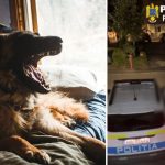 Deva: Femeie muşcată de un câine în timp ce se îndrepta spre un lift / Animalul a ieşit dintr-un apartament / Proprietarul a fost reţinut