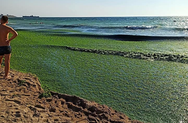 STUDIU: Restaurarea pădurilor de alge marine nu va atenua schimbările climatice, ci chiar le-ar putea agrava