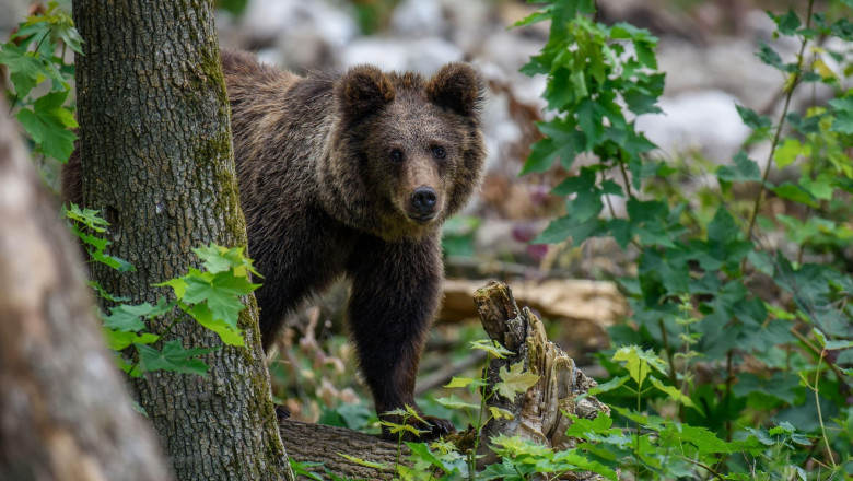 RO-Alert în Argeș! Urși semnalați în comunele Corbi, Dârmănești și Bughea de Sus
