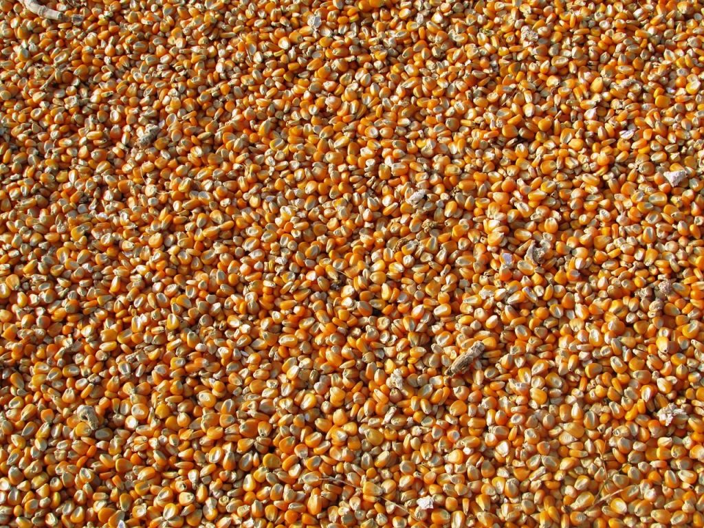 Argentina exportă cantităţi record de porumb pe fondul războiului din Ucraina şi secetei din Europa
