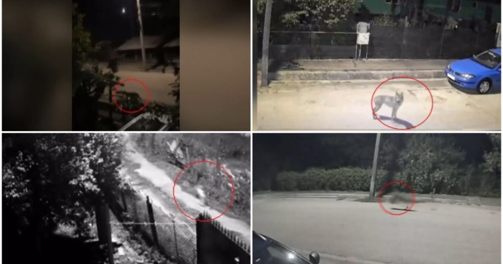 Sat terorizat de lupi. Animalele intră în gospodării și ucid până și câinii de pază: „Așteptăm să se întâmple ceva oribil?!”