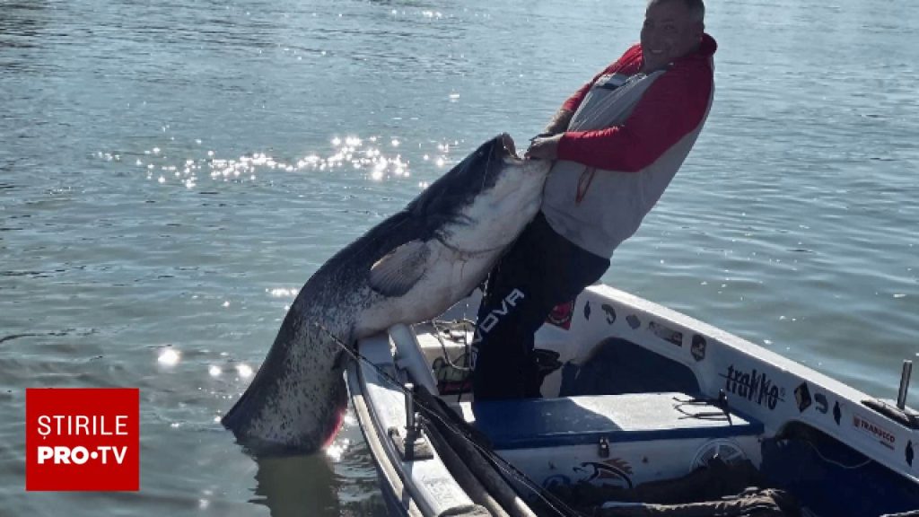 Captură spectaculoasă în Delta Dunării. Un pescar a prins un somn de 80 de kilograme și doi metri