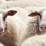 INS: Numărul sacrificărilor de animale a crescut, în luna iulie 2026, faţă de iunie, cu excepţia ovinelor şi caprinelor. Scădere la păsări, faţă de 2025