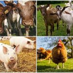 INS: Numărul sacrificărilor de animale a crescut, în luna iulie 2026, faţă de iunie, cu excepţia ovinelor şi caprinelor. Scădere la păsări, faţă de 2025