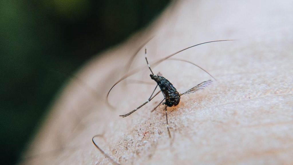 Cresc decesele cauzate de virusul West Nile, în Italia. Aproape 600 de cazuri confirmate