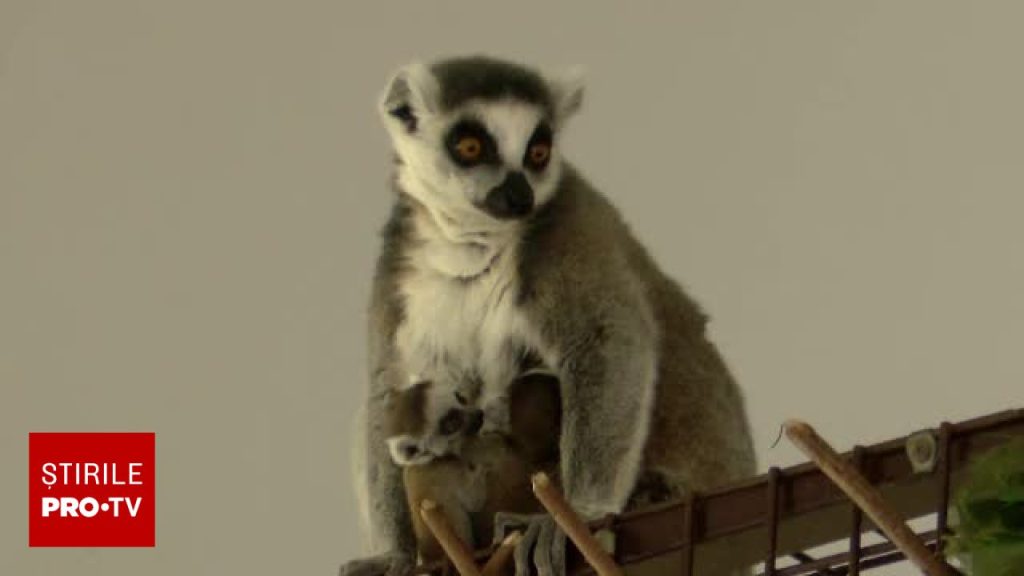 Doi lemuri furați dintr-un safari și vânduți cu 43.000 de euro au fost găsiți după un an. Interpolul încearcă să-i recupereze