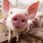 Nereguli la ANSVSA: Bani pentru porci care nu existau, datorii neînregistrate sau clădiri și terenuri supraevaluate - Raport Curtea de Conturi