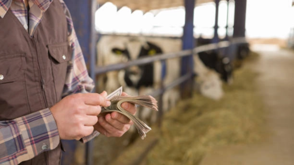 Gură de oxigen pentru crescătorii de bovine: Schema de sprijin, aprobată de Bruxelles