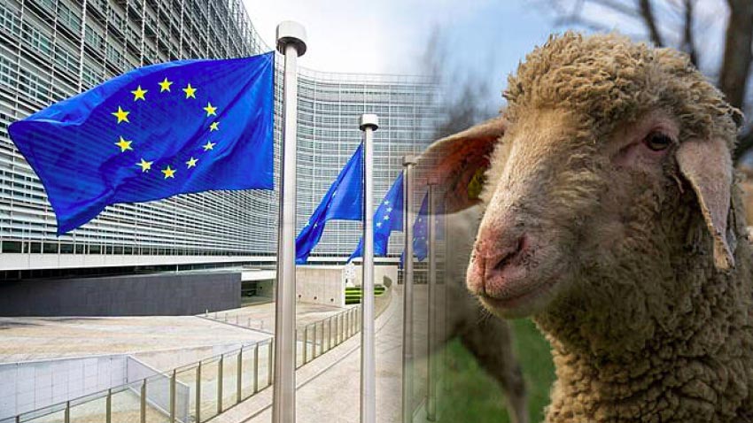 ULTIMA ORĂ: Comisia Europeană nu va ridica interdicția pentru exportul de ovine din România mai devreme de 6-7 luni