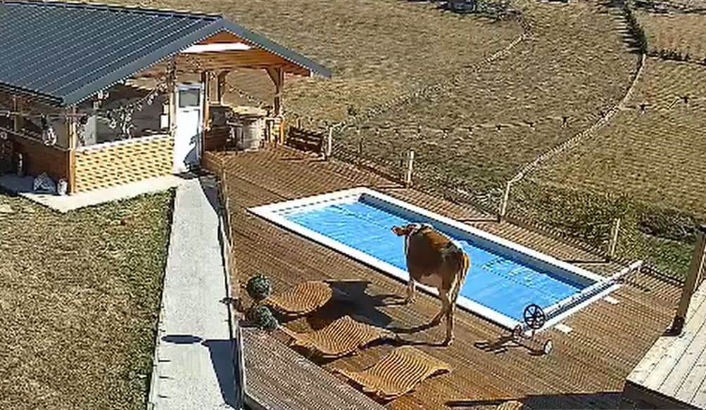 VIDEO. „Musafir” neașteptat într-o curte din Măguri-Răcătău. O vacă a căzut direct în piscină