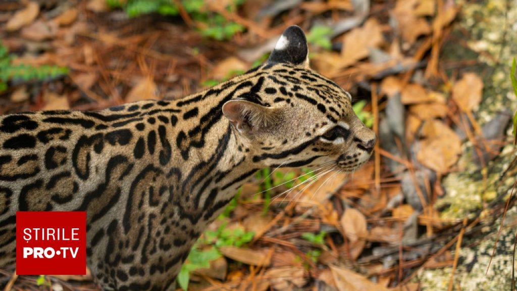 O nouă felină sălbatică a fost descoperită în Bolivia după un secol. Cum arată | FOTO
