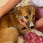 Sterilizări gratuite la Albota