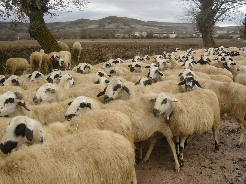 Crescătorii de ovine şi caprine ar putea primi până la 50.000 de euro pentru investiţii destinate prevenirii apariţiei şi răspândirii bolilor în ferme