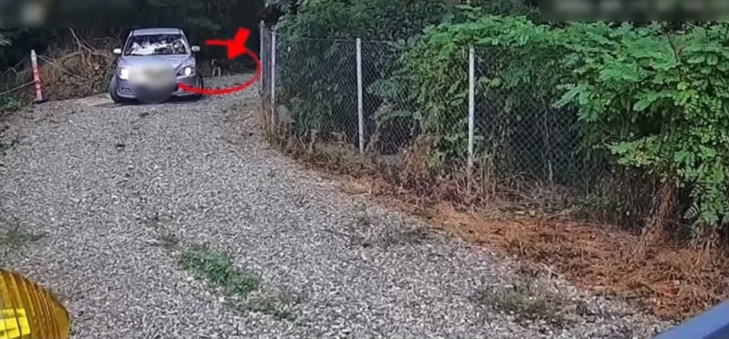 Video. A abandonat un câine pe domeniul public și a primit o amendă de 12.000 de lei