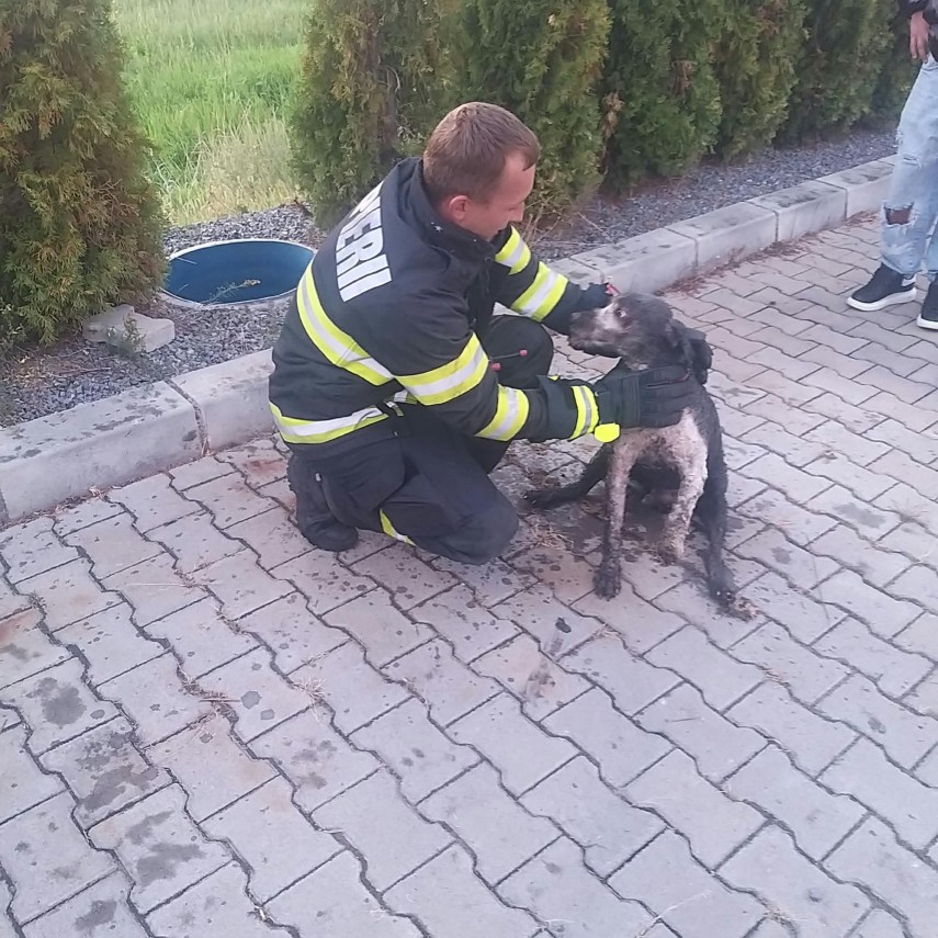 FOTO. Știri Romania: Un caine cazut intr-un canal adanc a fost salvat la limita de pompierii bihoreni