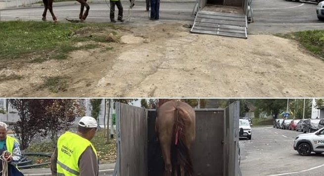 Cal lăsat liber pe străzile din Florești, lângă liceul Dumitru Tăuțan. Poliția Locală a intervenit, iar proprietarul riscă o amendă de minimum 2.700 de lei