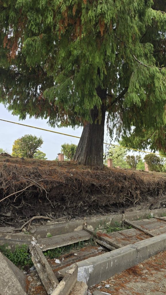 VIDEO A fost salvat un chiparos de aproape 100 de ani, din Parcul Herăstrău / ”A fost folosit sistemul Cobra, o soluţie neinvazivă de susţinere a arborilor”