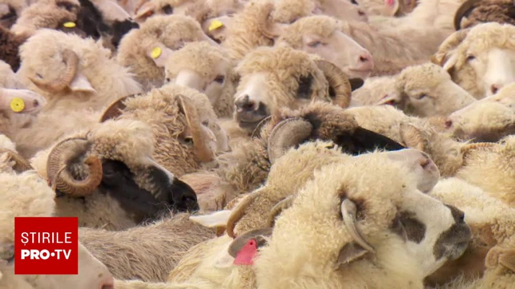 Fermier din Alba acuzat de „iresponsabilitate criminală”. Ce a făcut cu oile a pus ”în pericol siguranța veterinară a țării”