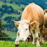 AUR, cu sprijinul PSD, impune ca impozitul pe anumite terenuri agricole să fie redus gradual sau chiar eliminat, în funcție de numărul de animale ale fermierului - primă decizie