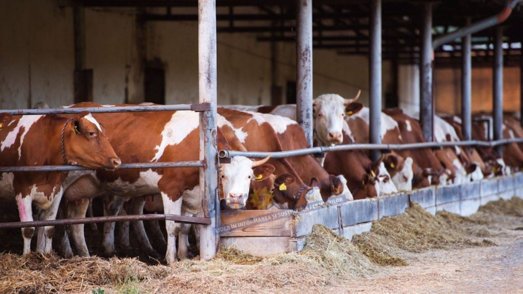 Plăți APIA astăzi pentru crescătorii de animale. Sumele transferate în conturi