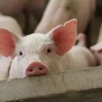 Comisia Europeană aprobă o schemă de ajutor de până la 50.000 de euro pentru crescătorii de porci din România | AUDIO