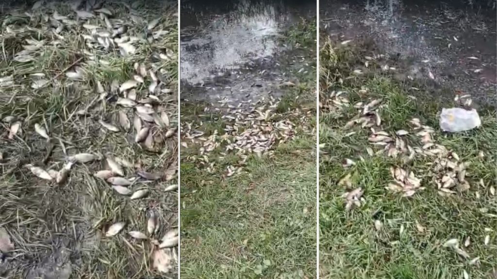 Sute de kilograme de pește au ajuns în grădinile oamenilor dintr-o comună din Iași / S-a revărsat Jijia Veche / Primarul: „Acum culegem peștele, că dau căldurile, să nu se strice”