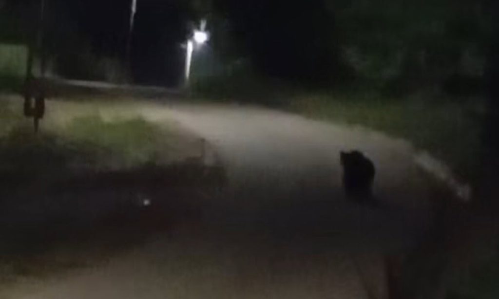 Urs semnalat în localitatea Izvoru Ampoiului, lângă Zlatna. Intervin de urgență jandarmii pentru alungarea animalului