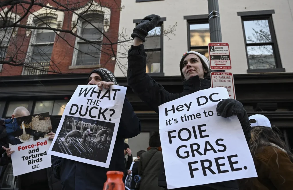 O specialitate de lux controversată, pe buletinul de vot din Washington. Dezbateri aprinse privid foie gras înaintea alegerilor
