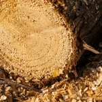 Dâmboviţa: Bărbat mort, trecut în SUMAL ca fiind şofer pentru peste 120 de transporturi de lemn