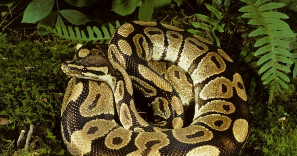 Controverse la Zoo Sibiu. Iepure viu, oferit unui piton, în fața copiilor: „Trebuie să simtă bătăile inimii animalului pe care îl vânează”